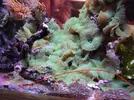 [TodoMarino.com] Vendo corales Zoanthus - Madrid