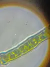 [TodoMarino.com] ¿ Es Cianobacateria verde o microalgas vivas?