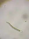 [TodoMarino.com] ¿ Es Cianobacateria verde o microalgas vivas?