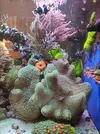 [TodoMarino.com] Vendido - Sarcophyton verde de pólipo largo Pieza grande. Dos hermanas