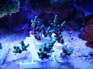 [TodoMarino.com] Esquejes acropora sarmentosa