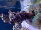 [TodoMarino.com] ACUARIO COMPLETO OPEN REEF BARCELONA (urna, mueble, sump, radeon, nyos quantum , bombas subida, movimiento, osmosis, comedero, todo..)
