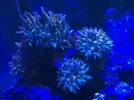 [TodoMarino.com] Roca con 7 o mas anemonas