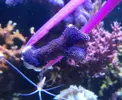 [TodoMarino.com] Histrix, milka, montipora, ricordeas y zoos. Economico y envios