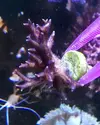 [TodoMarino.com] Histrix, milka, montipora, ricordeas y zoos. Economico y envios