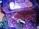 [TodoMarino.com] Histrix, milka, montipora, ricordeas y zoos. Economico y envios