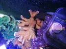 [TodoMarino.com] Histrix, milka, montipora, ricordeas y zoos. Economico y envios