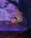 [TodoMarino.com] Histrix, milka, montipora, ricordeas y zoos. Economico y envios