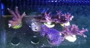 [TodoMarino.com] Histrix, milka, montipora, ricordeas y zoos. Economico y envios