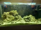 [TodoMarino.com] CandyMoon Reef