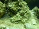 [TodoMarino.com] CandyMoon Reef