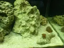 [TodoMarino.com] CandyMoon Reef