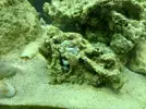 [TodoMarino.com] CandyMoon Reef