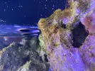 [TodoMarino.com] plaga de todo tipo!