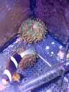 [TodoMarino.com] (TODO VENDIDO) Echinophylias - Montipora - Seriatopora - Anémonas y mas...