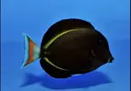 [TodoMarino.com] Vendo Híbrido de Nigricans/Achiles