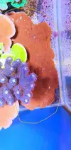 [TodoMarino.com] Montipora plato rojo xl (CERRADO)