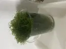 [TodoMarino.com] Regalo Chaeto Guadarrama