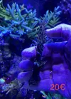[TodoMarino.com] Esquejes de Acropora - Madrid