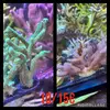 [TodoMarino.com] Esquejes de Acropora - Madrid