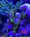 [TodoMarino.com] Esquejes de Acropora - Madrid