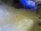 [TodoMarino.com] GUIA DINOFLAGELADOS!!!