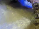 [TodoMarino.com] GUIA DINOFLAGELADOS!!!