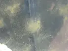 [TodoMarino.com] GUIA DINOFLAGELADOS!!!