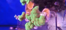 [TodoMarino.com] ESQUEJE DE POCILLOPORA DAMICORNIS