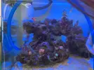 [TodoMarino.com] Novata con primer acuario marino
