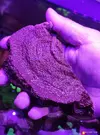 [TodoMarino.com] Montipora plato rojo