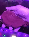 [TodoMarino.com] Montipora plato rojo