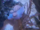 [TodoMarino.com] Bultos en sarcophyton