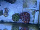 [TodoMarino.com] Venta 2 piezas acanthastrea 120€ Madrid