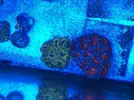 [TodoMarino.com] Venta 2 piezas acanthastrea 120€ Madrid