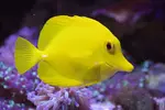 [TodoMarino.com] vendo flavescens. Villaviciosa de Odon
