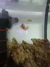 [TodoMarino.com] Pareja de ocellaris y dascyllus