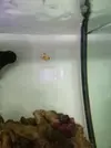 [TodoMarino.com] Pareja de ocellaris y dascyllus