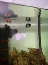 [TodoMarino.com] Pareja de ocellaris y dascyllus