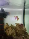 [TodoMarino.com] Pareja de ocellaris y dascyllus