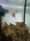 [TodoMarino.com] Pareja de ocellaris y dascyllus