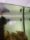 [TodoMarino.com] Pareja de ocellaris y dascyllus