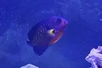 [TodoMarino.com] CENTROPYGE BISPINOSUS