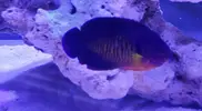 [TodoMarino.com] CENTROPYGE BISPINOSUS
