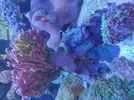 [TodoMarino.com] Roca con discosomas