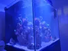 [TodoMarino.com] AYUDA ACUARIO LECHOSO 3 SEMANAS