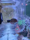 [TodoMarino.com] Acanthurus Lineatus