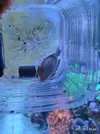 [TodoMarino.com] Acanthurus Lineatus