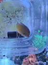 [TodoMarino.com] Acanthurus Lineatus