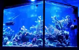 [TodoMarino.com] (Vendido) Pantalla Kessil ap700 por desmonte